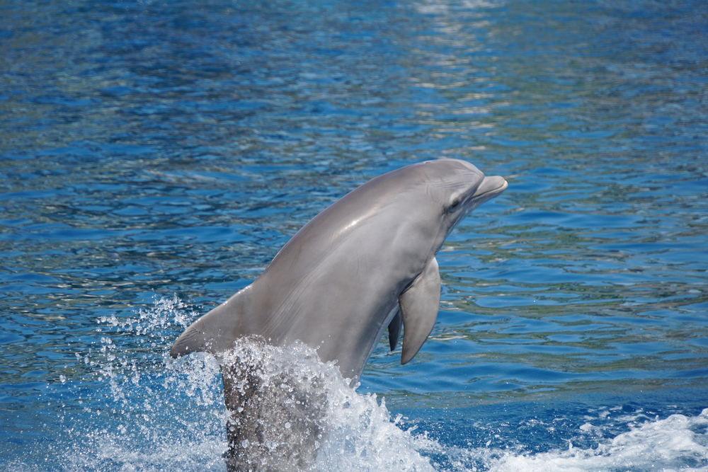 Dolphin at Oceanografic de Valencia