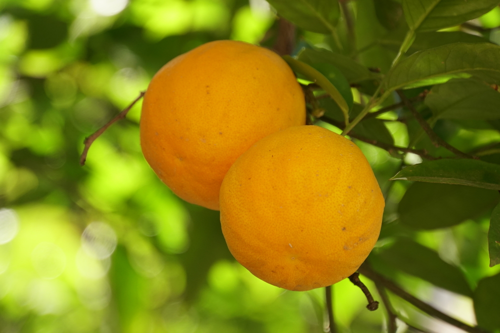 Oranges in Valencia