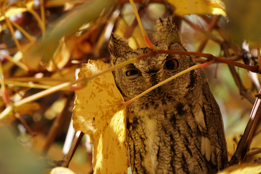 Owl in Grapevines